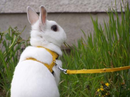 laping story - en cour  de r�al - 