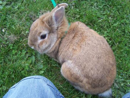 laping story - en cour  de r�al - 